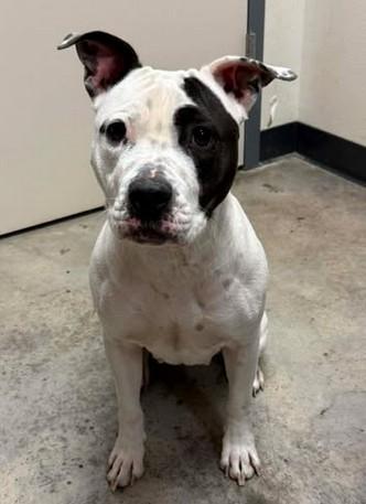 Ivy, Adoptable, Adult Female Terrier & Mixed Breed.