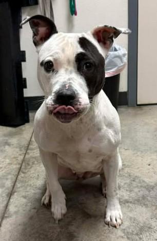 Enlarge Ivy, a Adoptable mixed breed in Lampasas, TX image 3/3