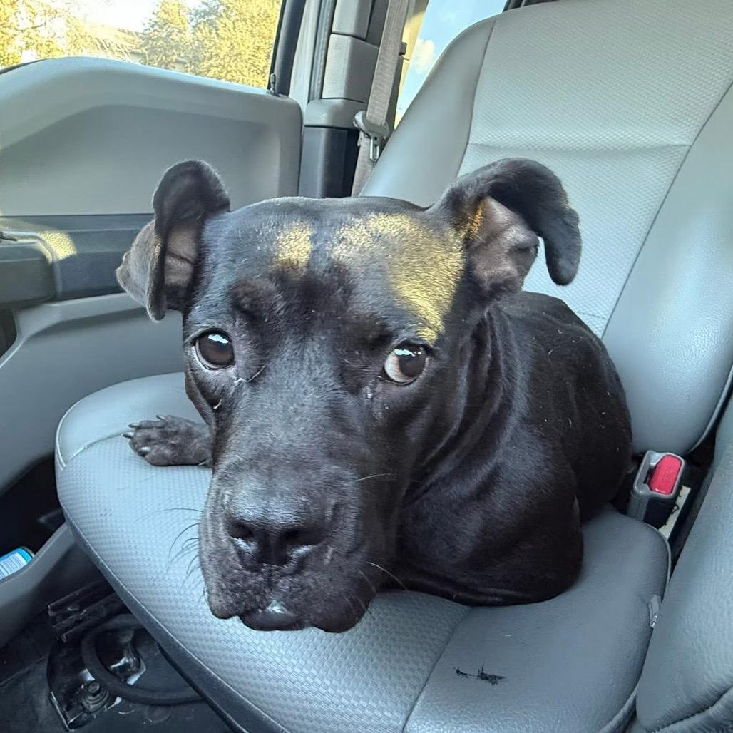 Dori, Adoptable, Young Female Terrier.