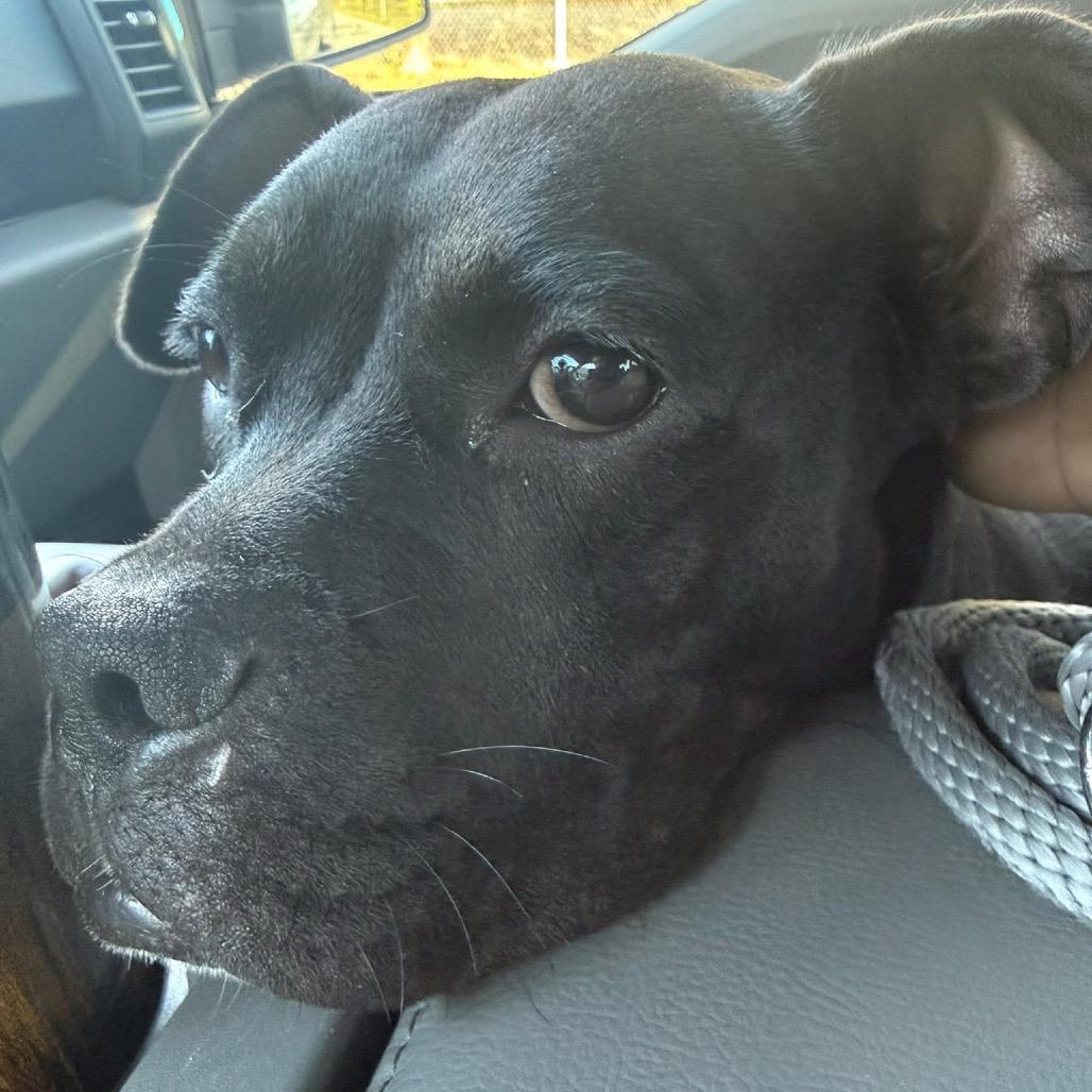 Enlarge Dori, a Adoptable Terrier in Portland, TX image 3/3