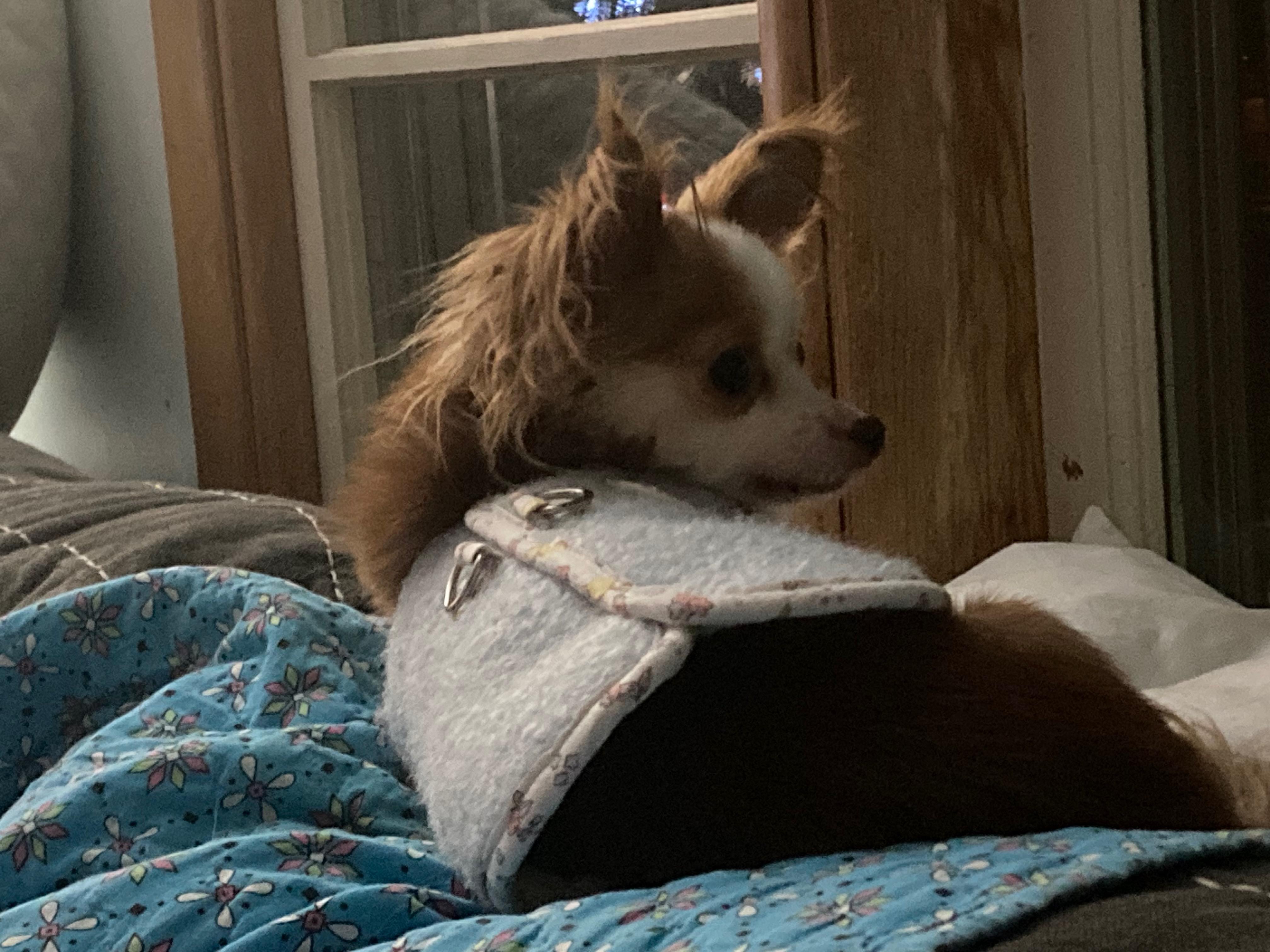 Enlarge Ace, a ADOPTABLE Chihuahua in Durham, NC image 3/5