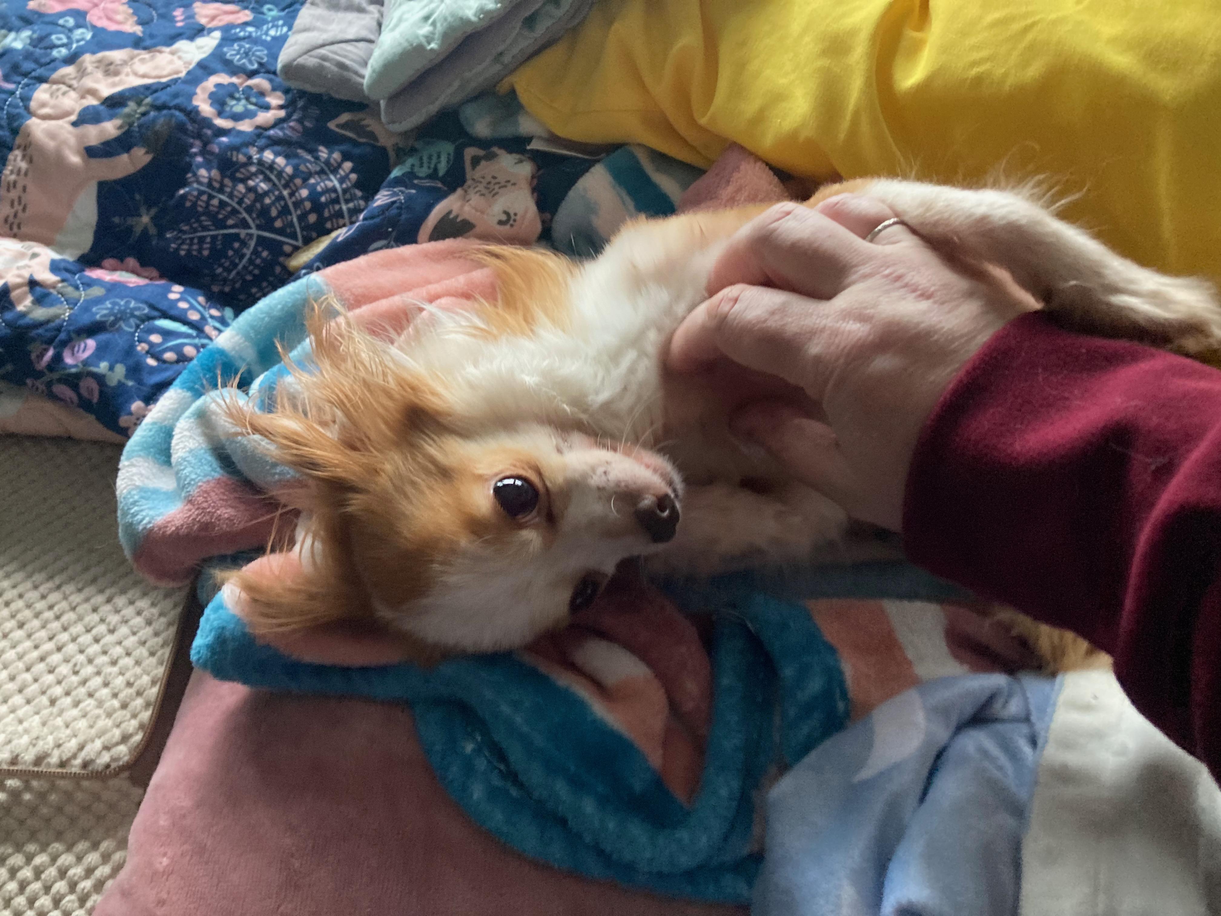 Enlarge Ace, a ADOPTABLE Chihuahua in Durham, NC image 4/5