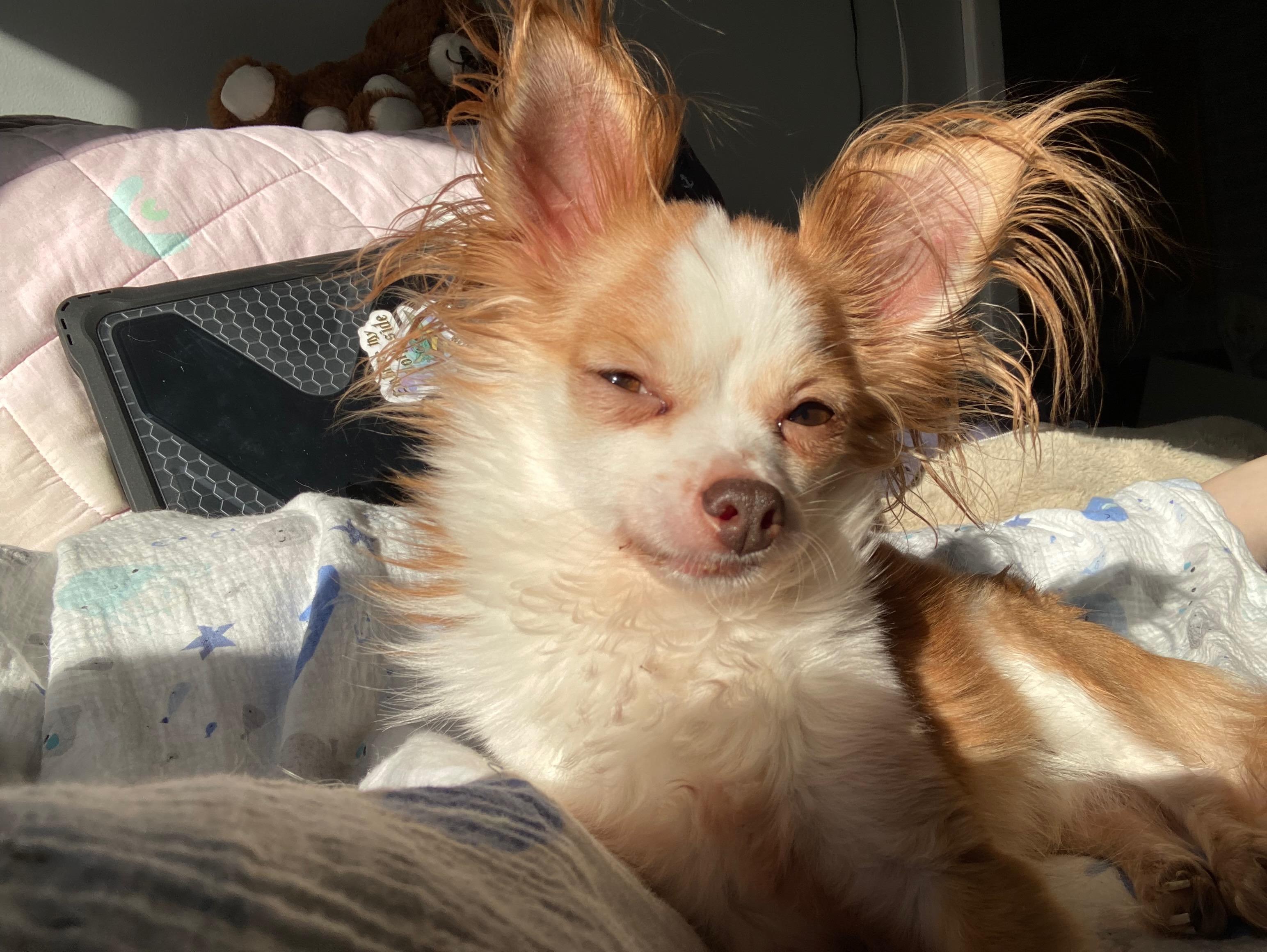 Enlarge Ace, a ADOPTABLE Chihuahua in Durham, NC image 2/5