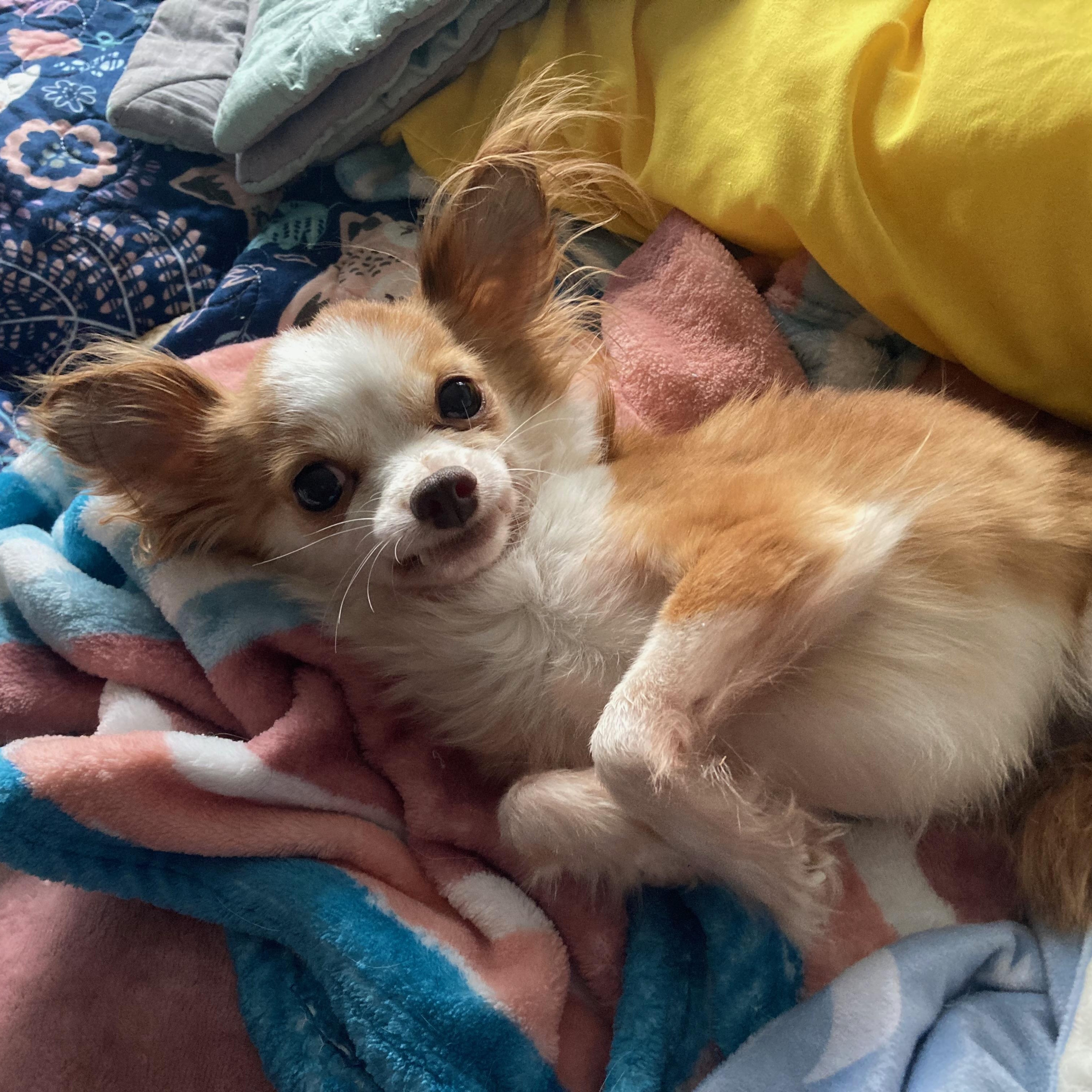 Enlarge Ace, a ADOPTABLE Chihuahua in Durham, NC image 1/5