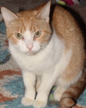 Dahlia, Adoptable, Young Female Domestic Short Hair.
