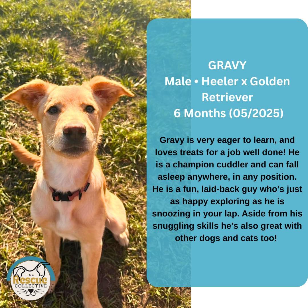 Gravy, an adoptable Golden Retriever in Clive, AB, T0C 0Y0 | Photo Image 1