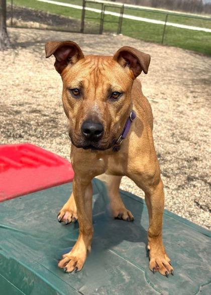 Bailey, Young Male Mixed Breed