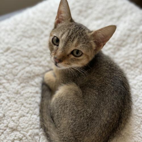 Sierra, Adoptable, Kitten Female Domestic Short Hair & Tabby.
