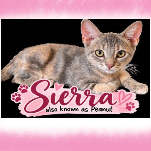 Enlarge Sierra, a Adoptable mixed breed in Gilbert, AZ image 2/2