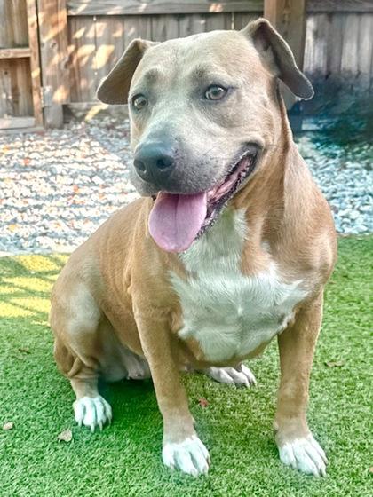 Star, Adoptable, Young Female American Bulldog & Mixed Breed.