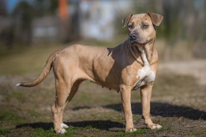 Star, a Adoptable mixed breed in Port Saint Joe, FL image 1/3