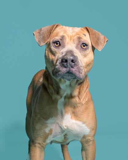 Star, a Adoptable mixed breed in Port Saint Joe, FL image 2/3