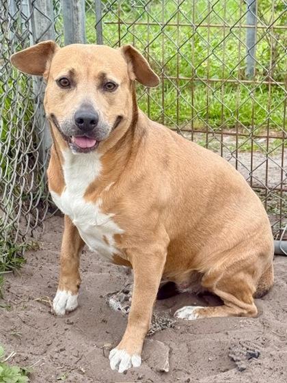Star, a Adoptable mixed breed in Port Saint Joe, FL image 2/3