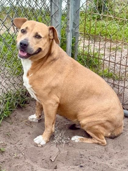 Star, a Adoptable mixed breed in Port Saint Joe, FL image 3/3
