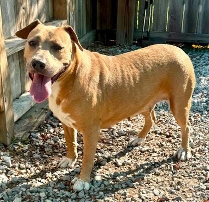 Star, a Adoptable mixed breed in Port Saint Joe, FL image 3/3