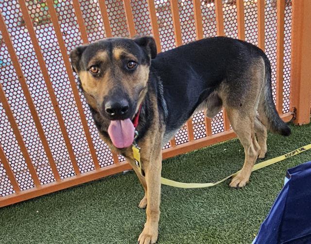 MAVERICK, Adoptable, Adult Male German Shepherd Dog.