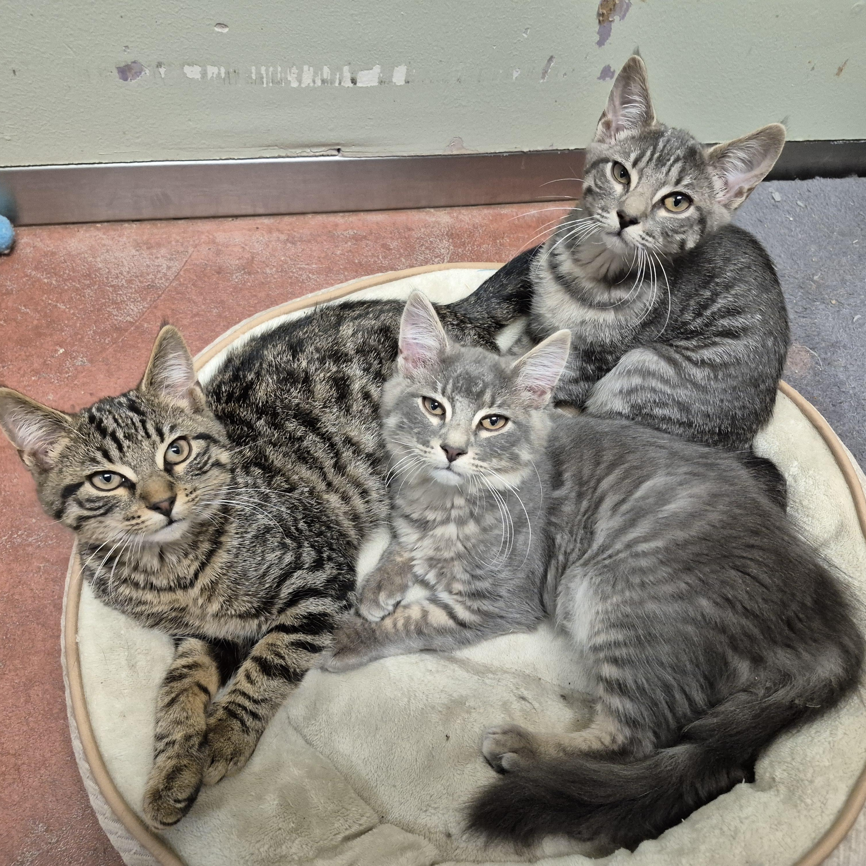 Dodger, a Adoptable Domestic Short Hair in Tioga, PA image 4/6