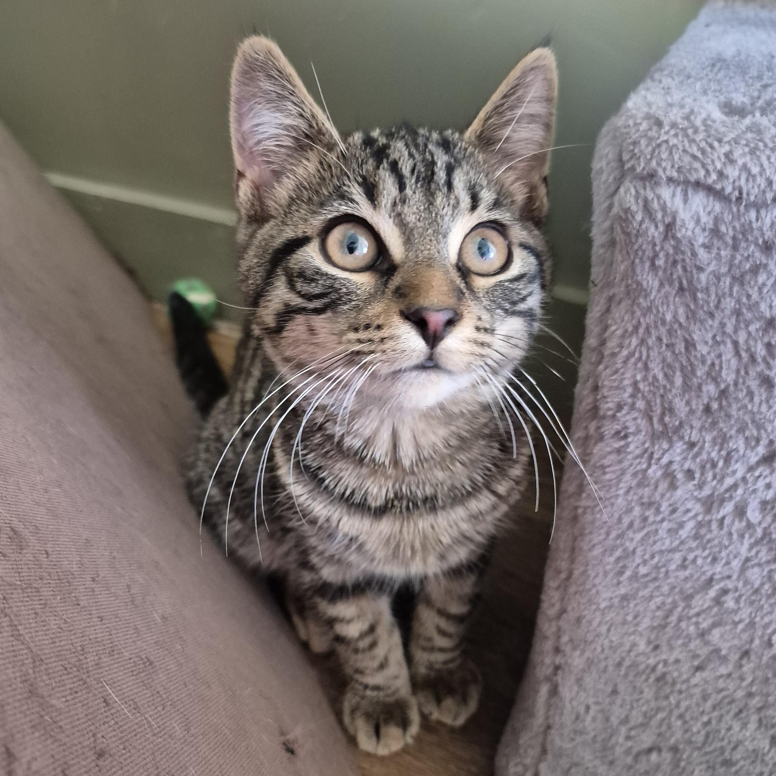 Dodger, a Adoptable Domestic Short Hair in Tioga, PA image 3/6