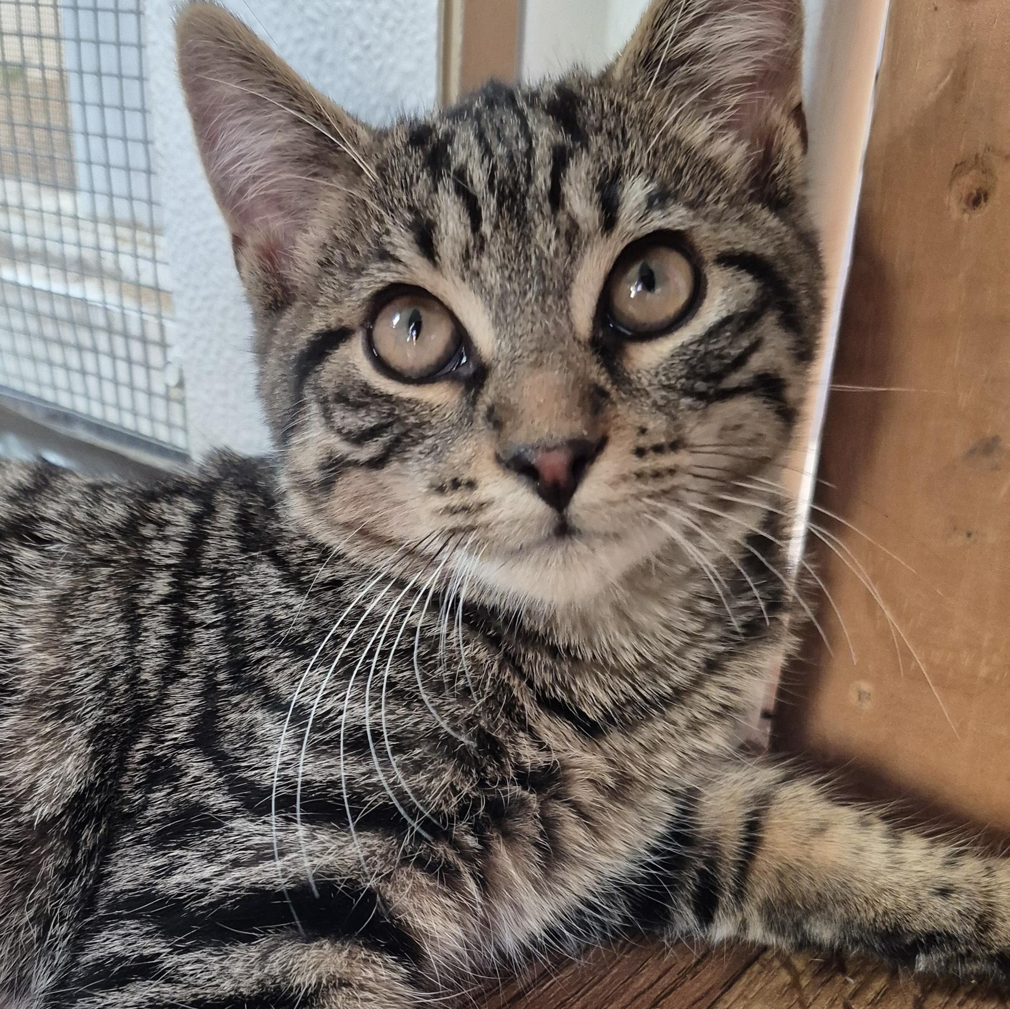 Dodger, a Adoptable Domestic Short Hair in Tioga, PA image 2/6