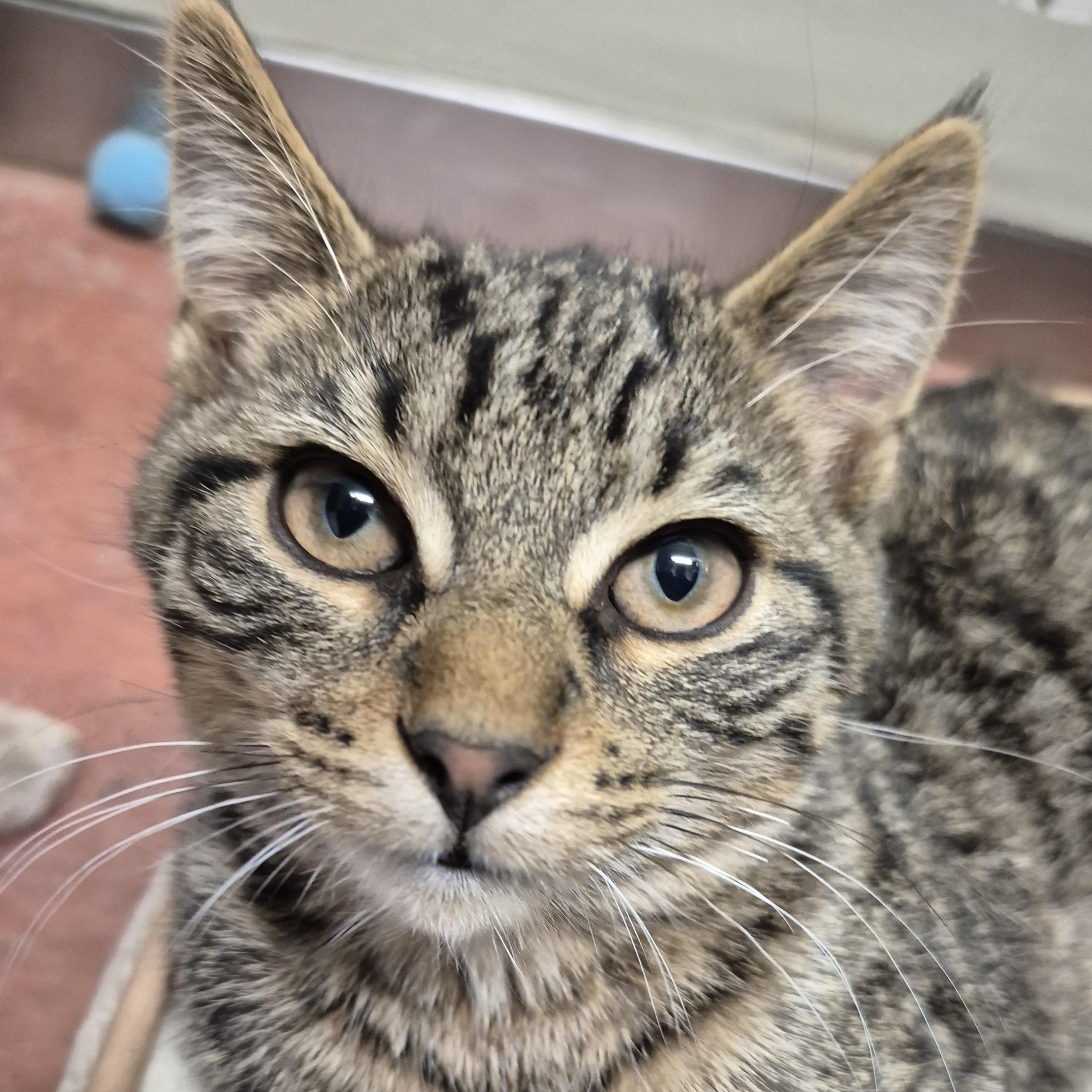 Dodger, a Adoptable Domestic Short Hair in Tioga, PA image 1/6