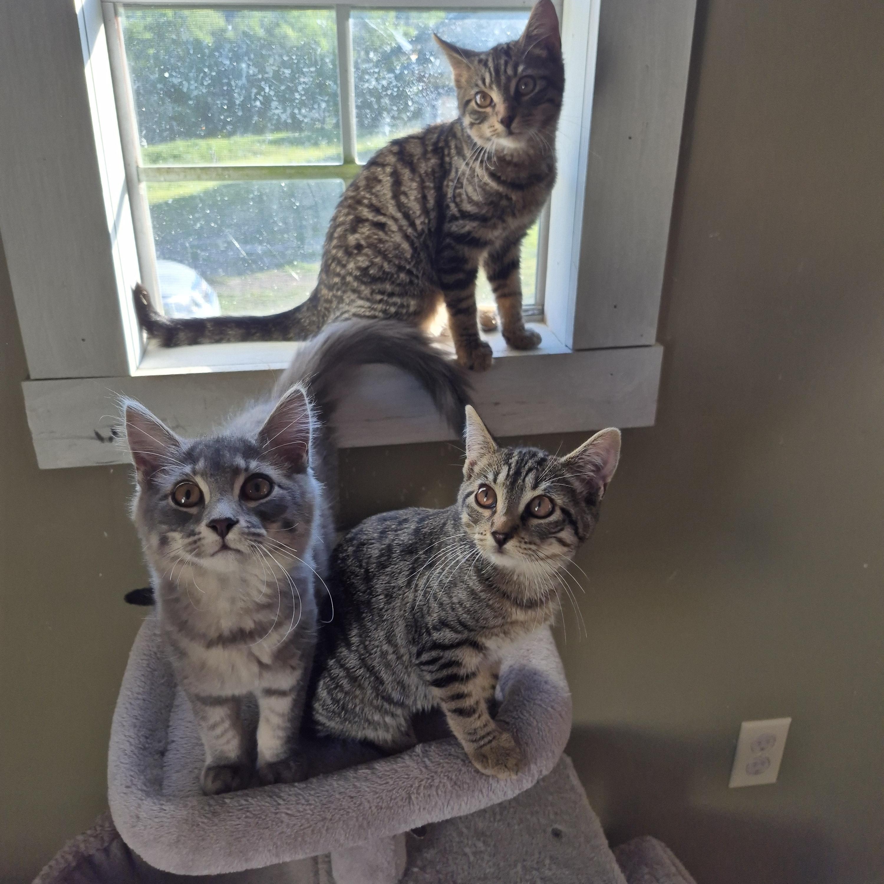 Dodger, a Adoptable Domestic Short Hair in Tioga, PA image 6/6
