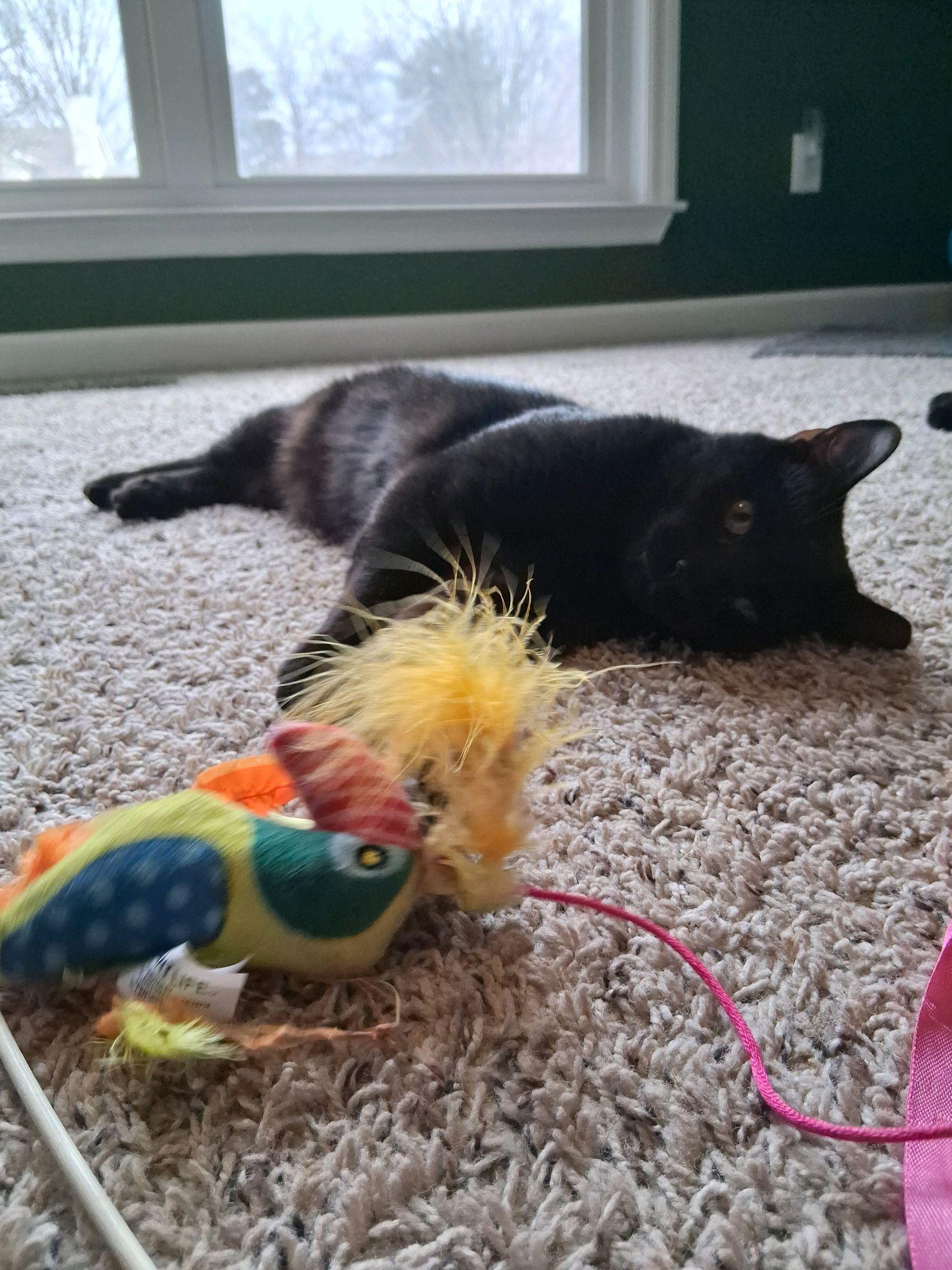 Axel, ADOPTABLE, Young Male Domestic Short Hair.