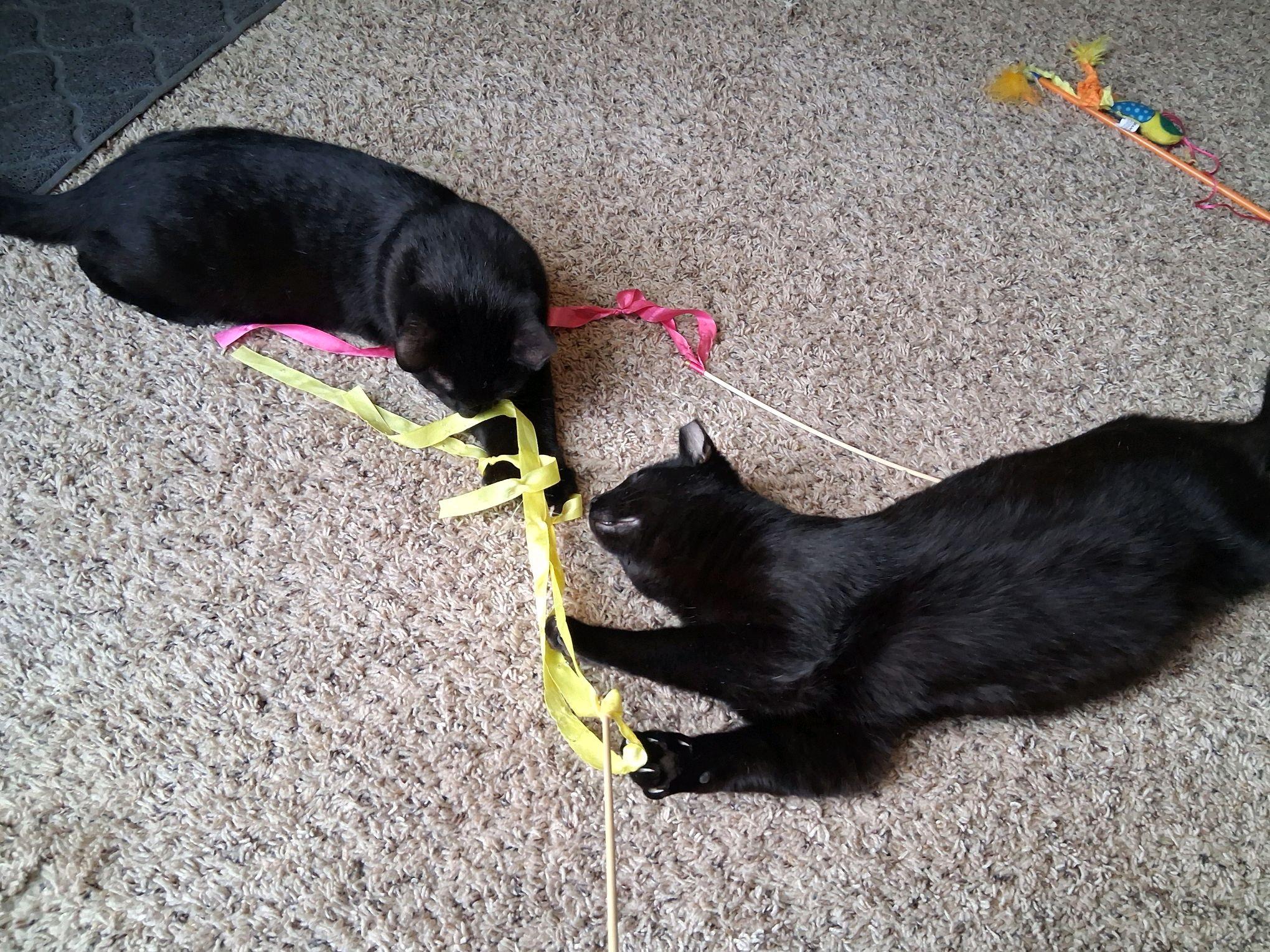 Enlarge Axel, a ADOPTABLE Domestic Short Hair in Murfreesboro, TN image 5/5