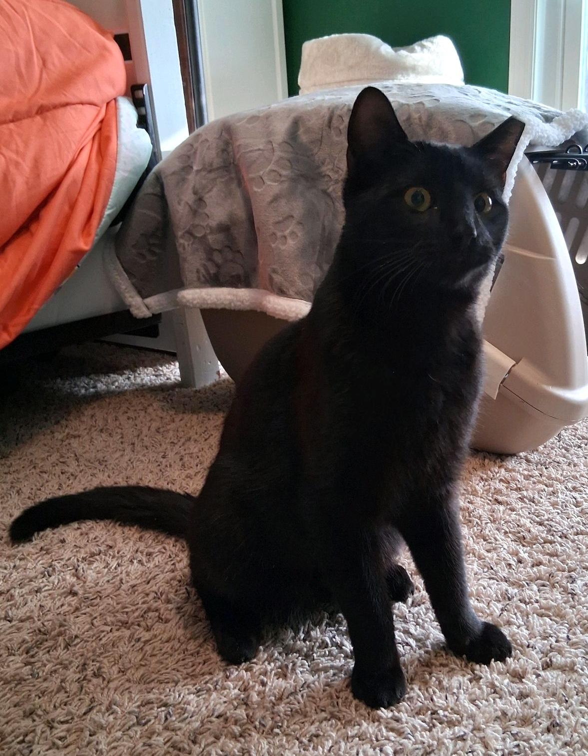 Enlarge Axel, a ADOPTABLE Domestic Short Hair in Murfreesboro, TN image 2/2