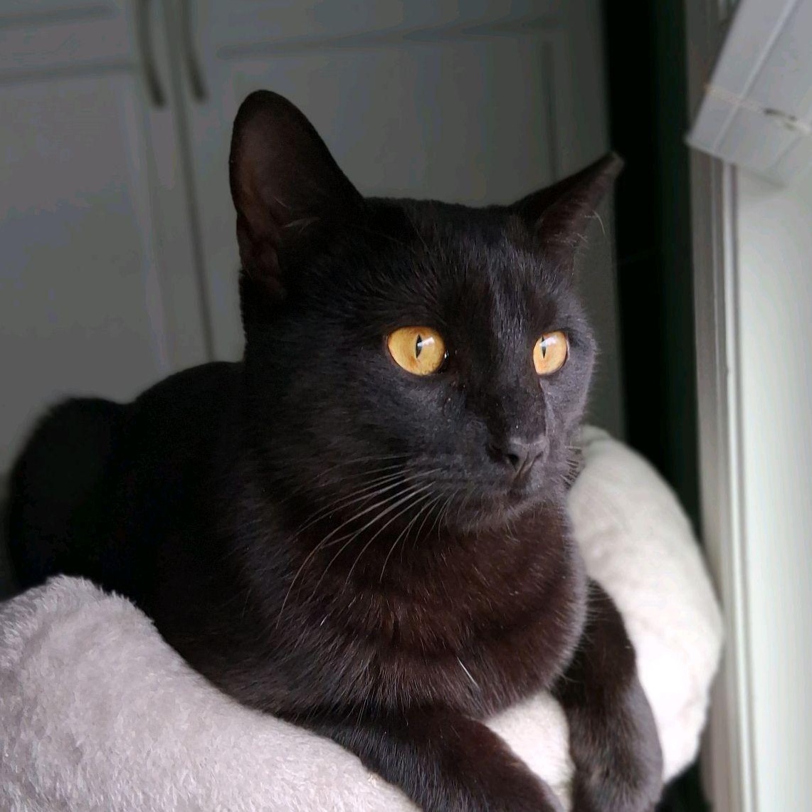 Axel, ADOPTABLE, Young Male Domestic Short Hair.