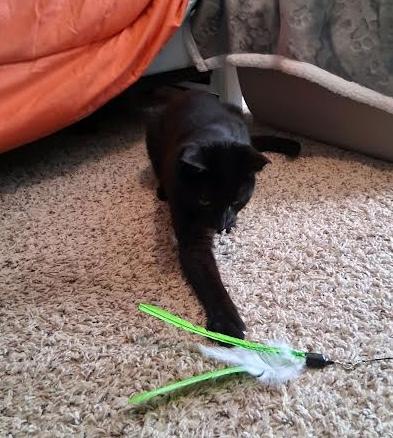 Enlarge Axel, a ADOPTABLE Domestic Short Hair in Murfreesboro, TN image 1/2