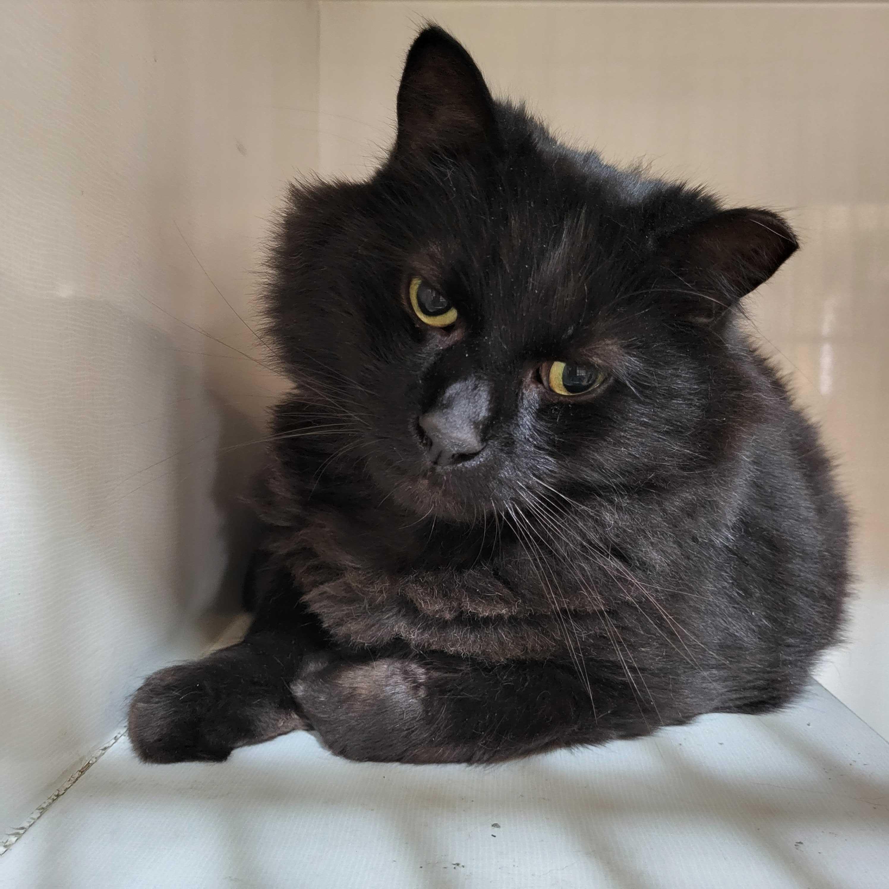 Enlarge Max, a ADOPTABLE Domestic Long Hair in East Brunswick, NJ image 1/4