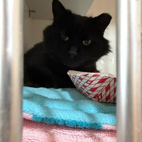 Enlarge Max, a ADOPTABLE Domestic Long Hair in East Brunswick, NJ image 3/3