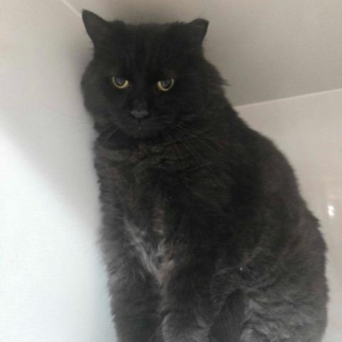 Enlarge Max, a ADOPTABLE Domestic Long Hair in East Brunswick, NJ image 2/3