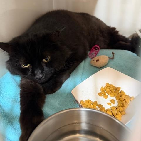 Max, ADOPTABLE, Adult Male Domestic Long Hair.
