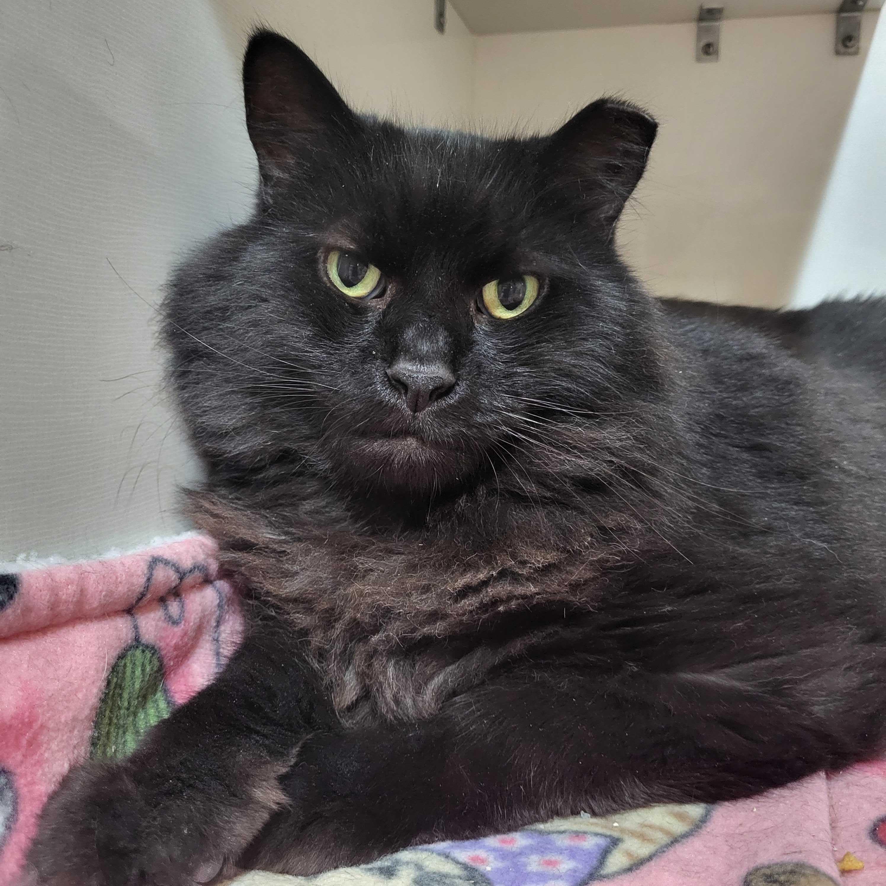 Max, ADOPTABLE, Adult Male Domestic Long Hair.