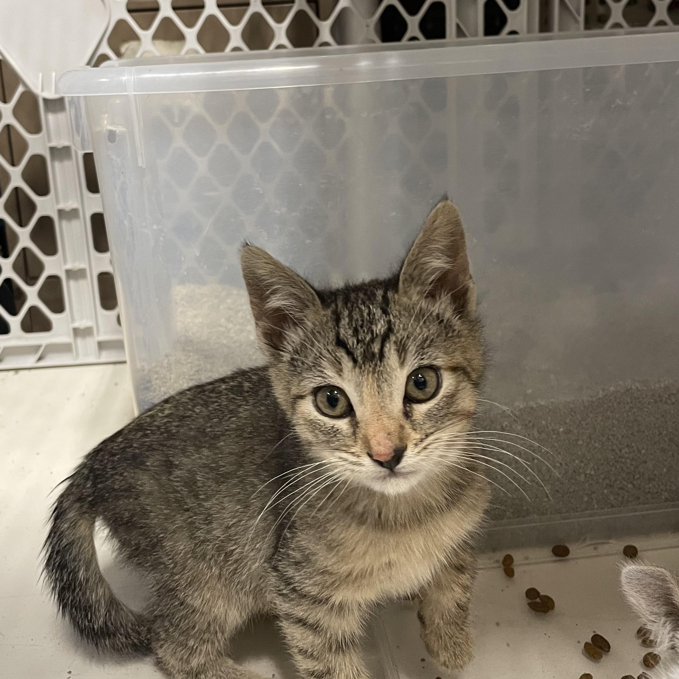 Vanilla and Frosty (kitten pair), a other mixed breed in San Jose, CA image 2/3