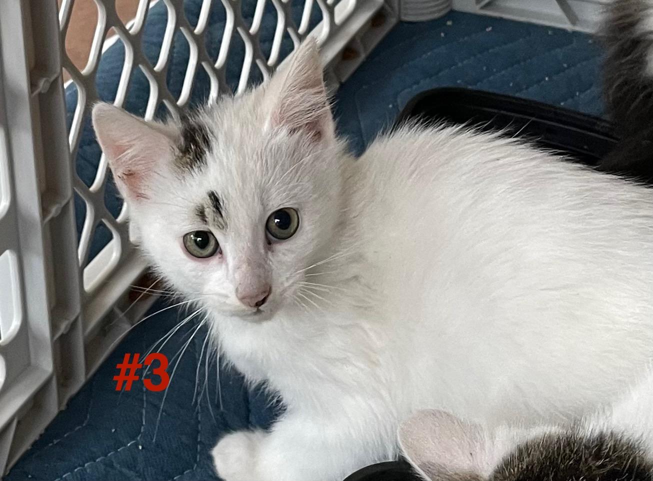 Vanilla and Frosty (kitten pair), a other mixed breed in San Jose, CA image 3/3