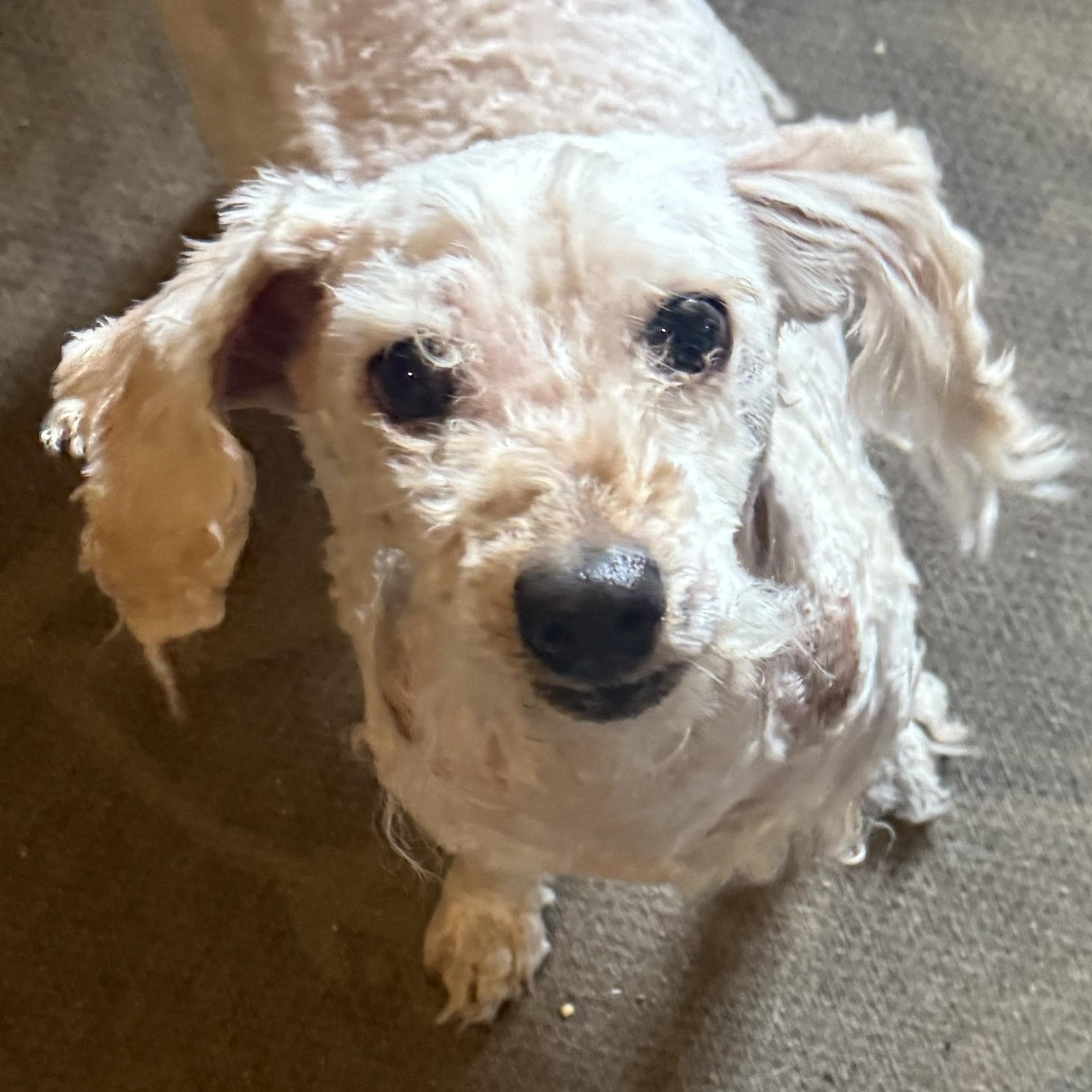 Ms. Cutie Maddy, a Adoptable mixed breed in Vancouver, BC image 3/6