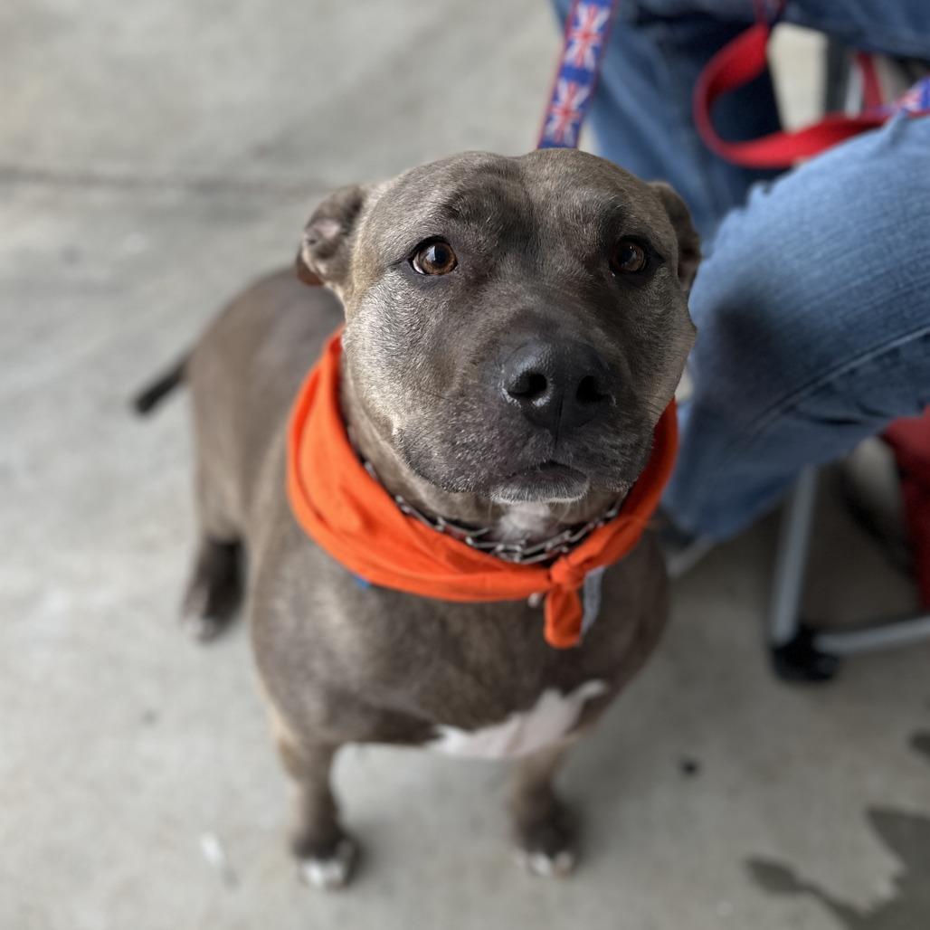 Mara, a Adoptable American Staffordshire Terrier in Roswell, GA image 1/6