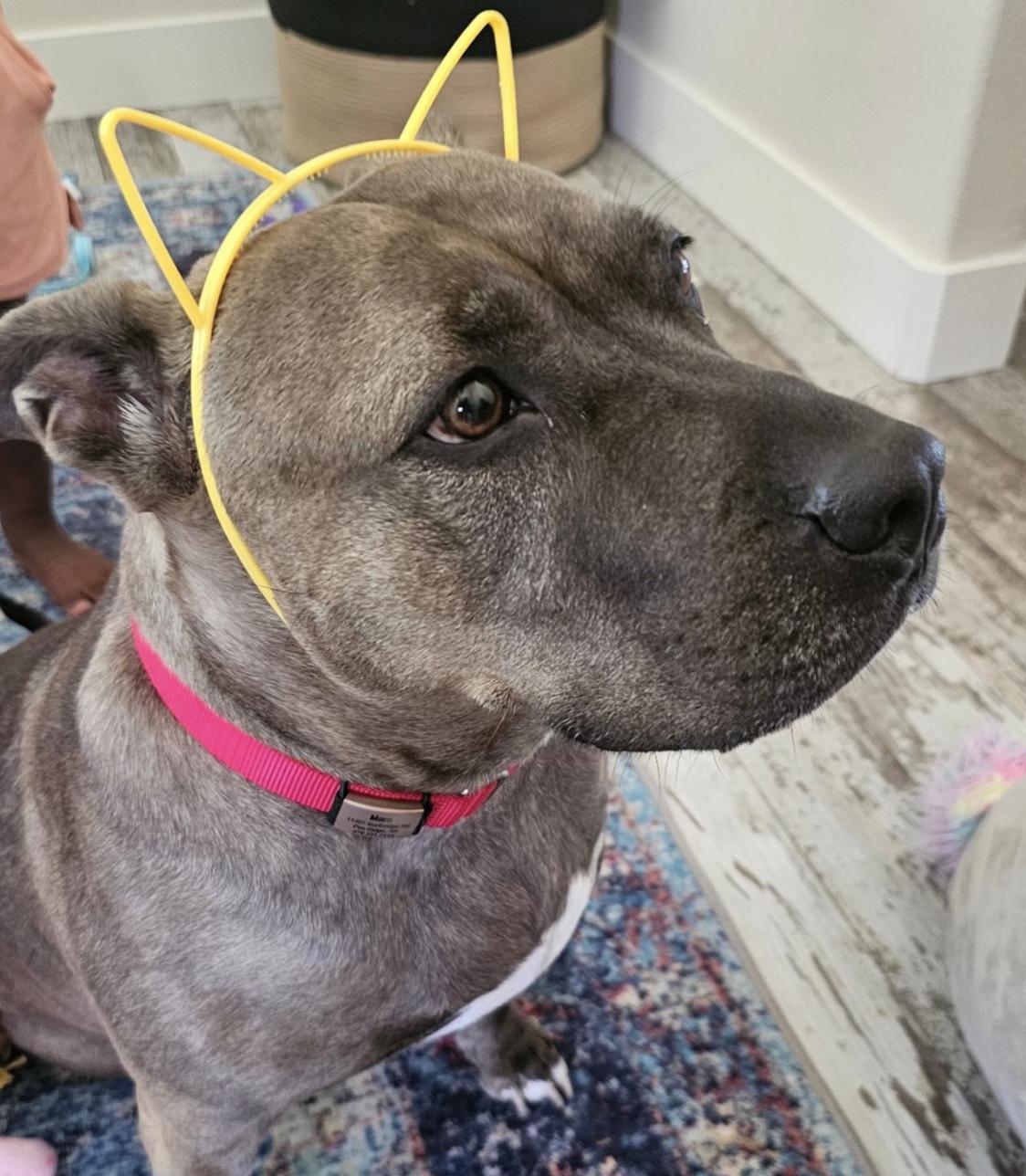 Mara, a Adoptable American Staffordshire Terrier in Roswell, GA image 4/6