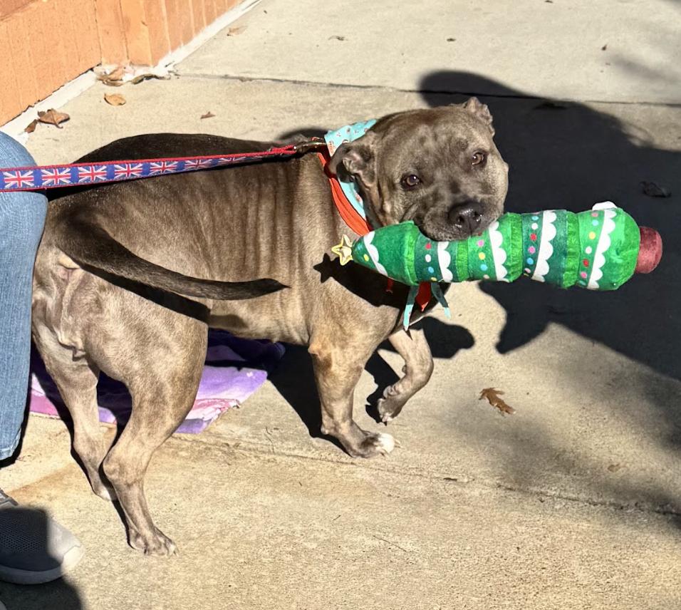 Mara, a Adoptable American Staffordshire Terrier in Roswell, GA image 3/6