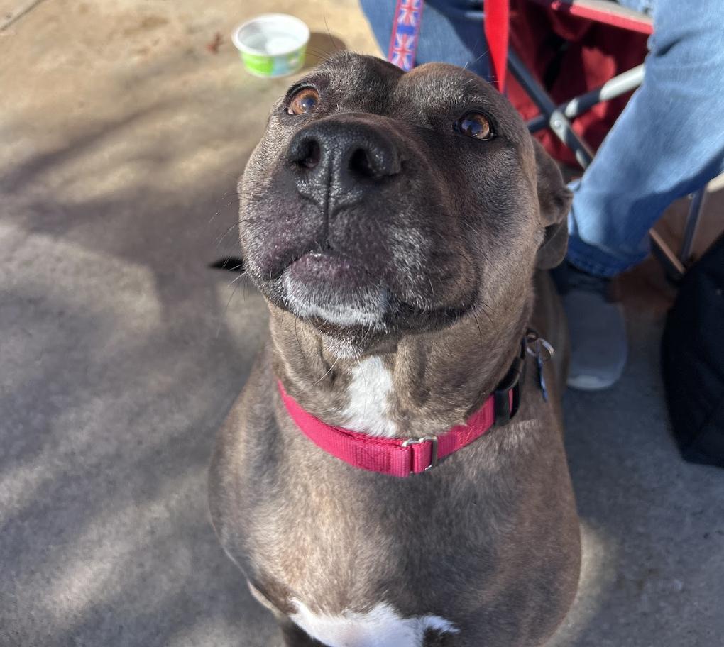 Mara, a Adoptable American Staffordshire Terrier in Roswell, GA image 2/6