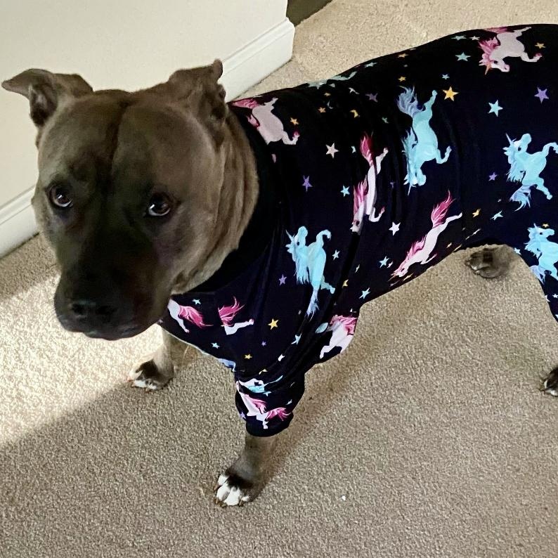 Mara, a Adoptable American Staffordshire Terrier in Roswell, GA image 5/6