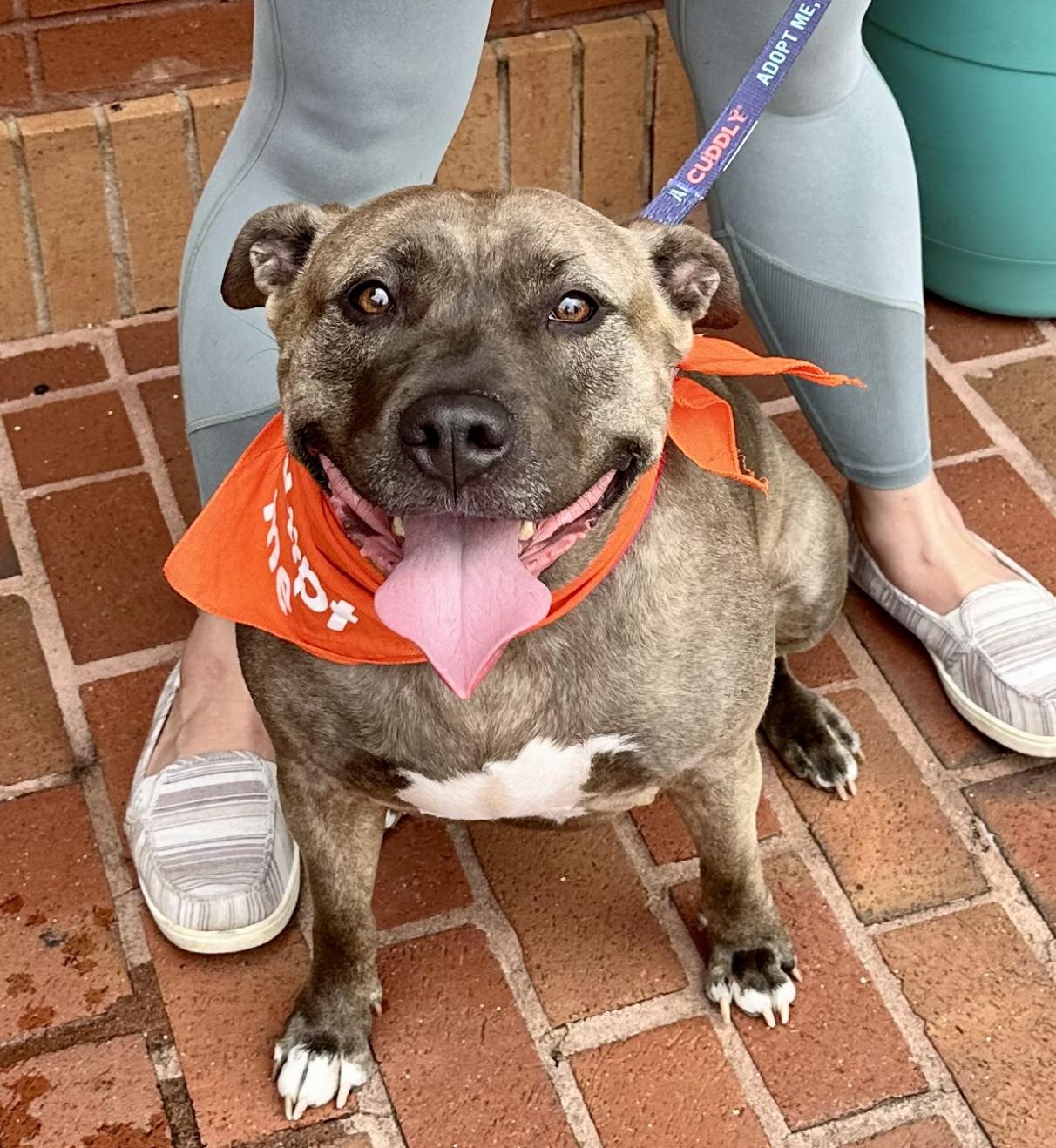 Mara, a Adoptable American Staffordshire Terrier in Roswell, GA image 6/6