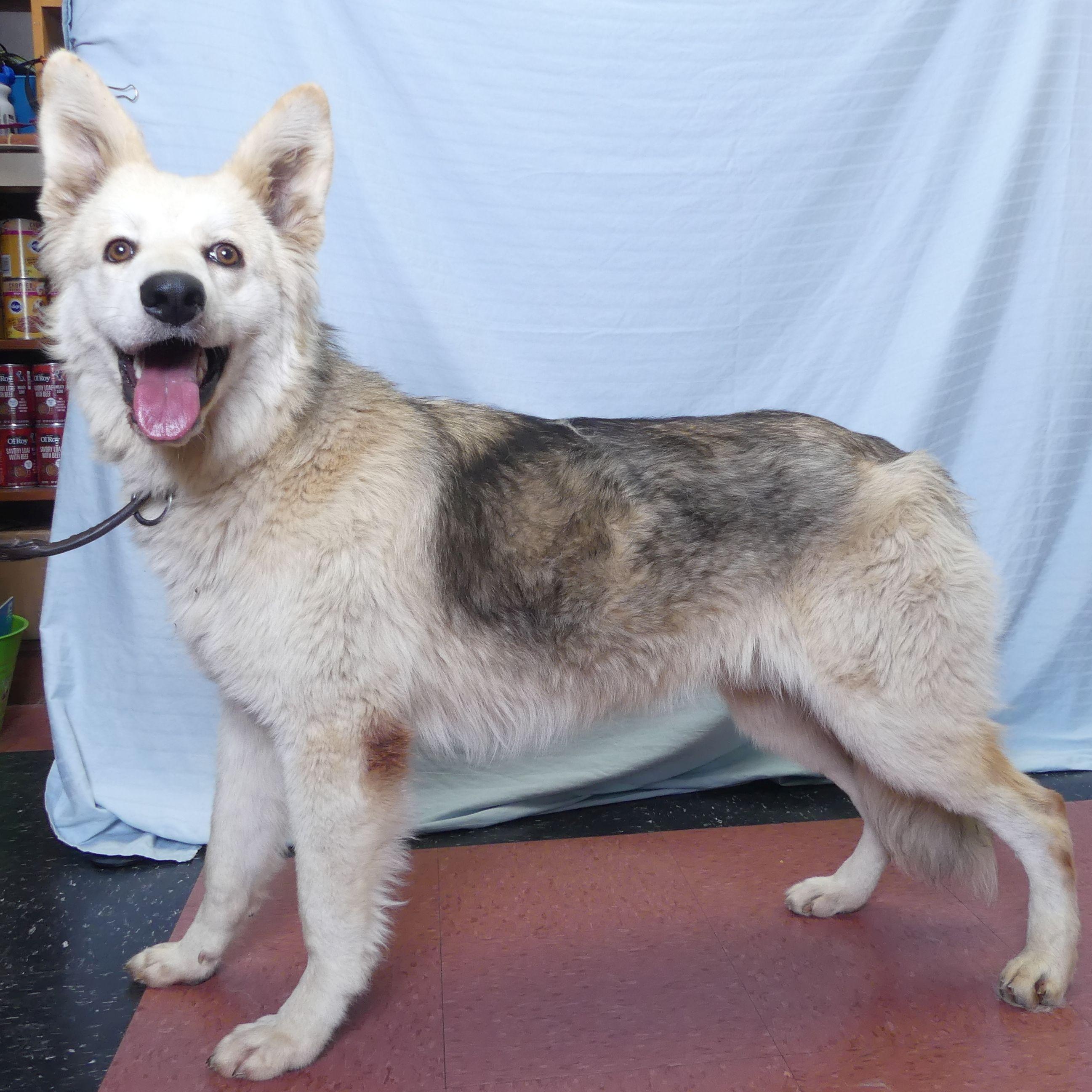SUNNY, Adoptable, Adult Male German Shepherd Dog.