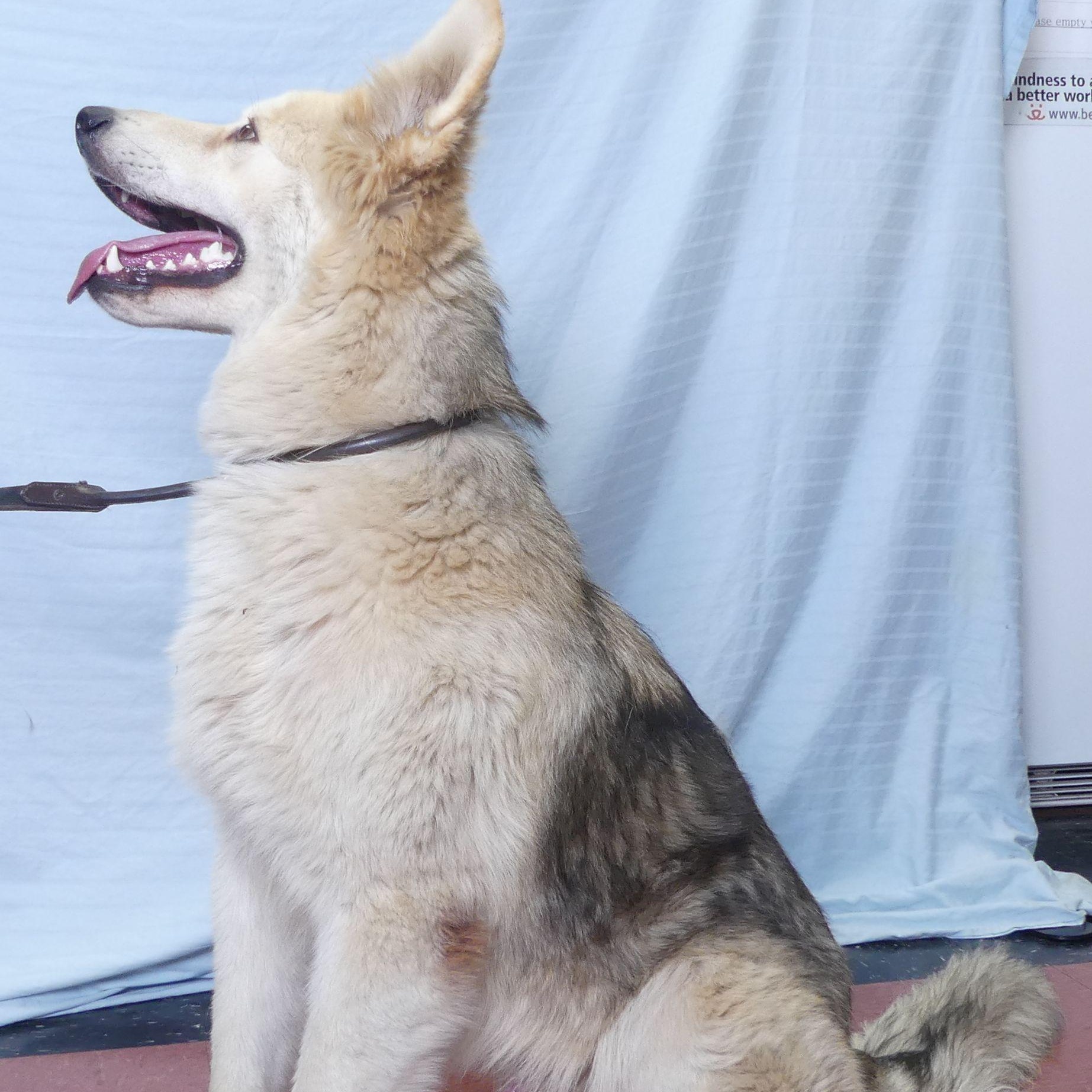 Enlarge SUNNY, a Adoptable mixed breed in Ukiah, CA image 2/4