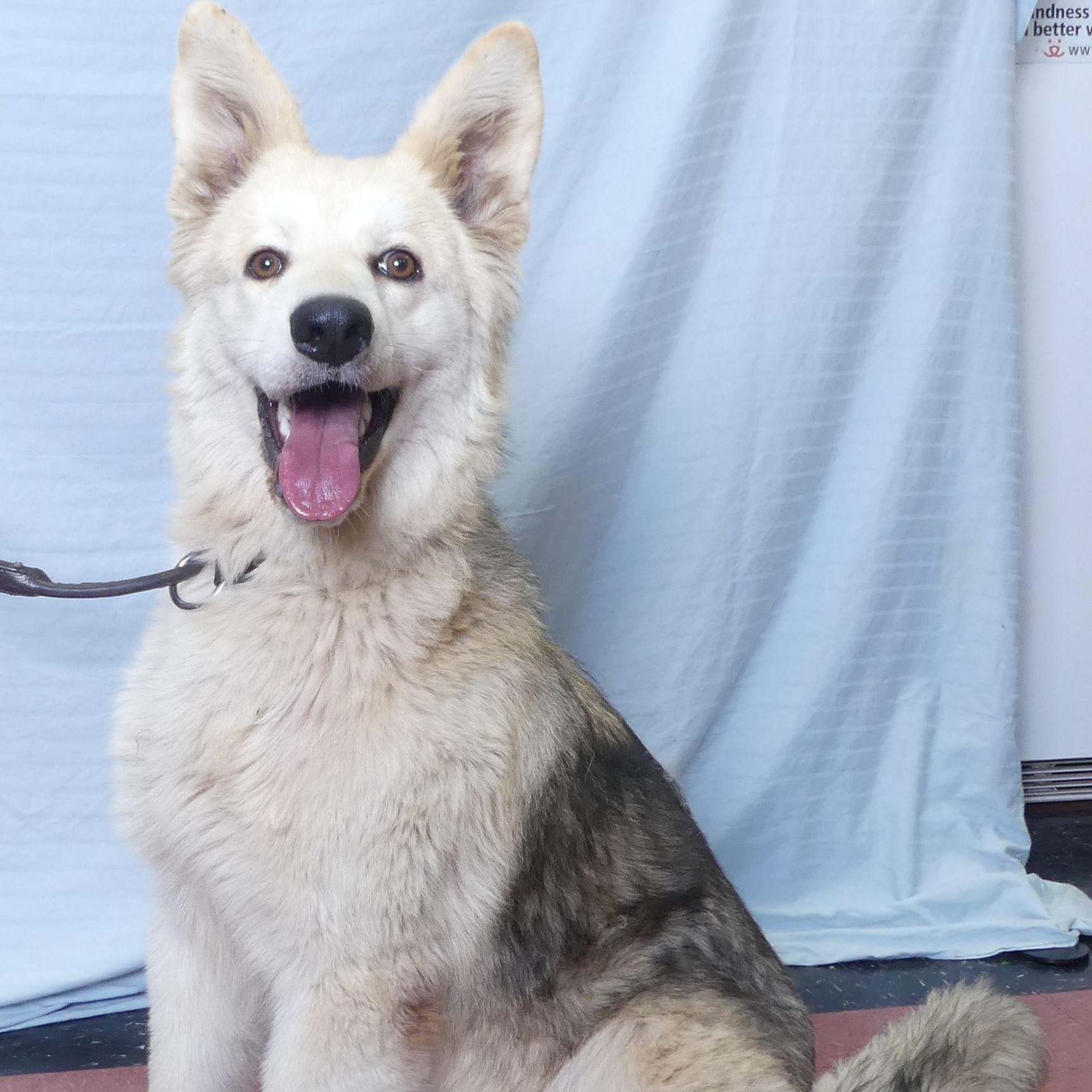 Enlarge SUNNY, a Adoptable mixed breed in Ukiah, CA image 3/4