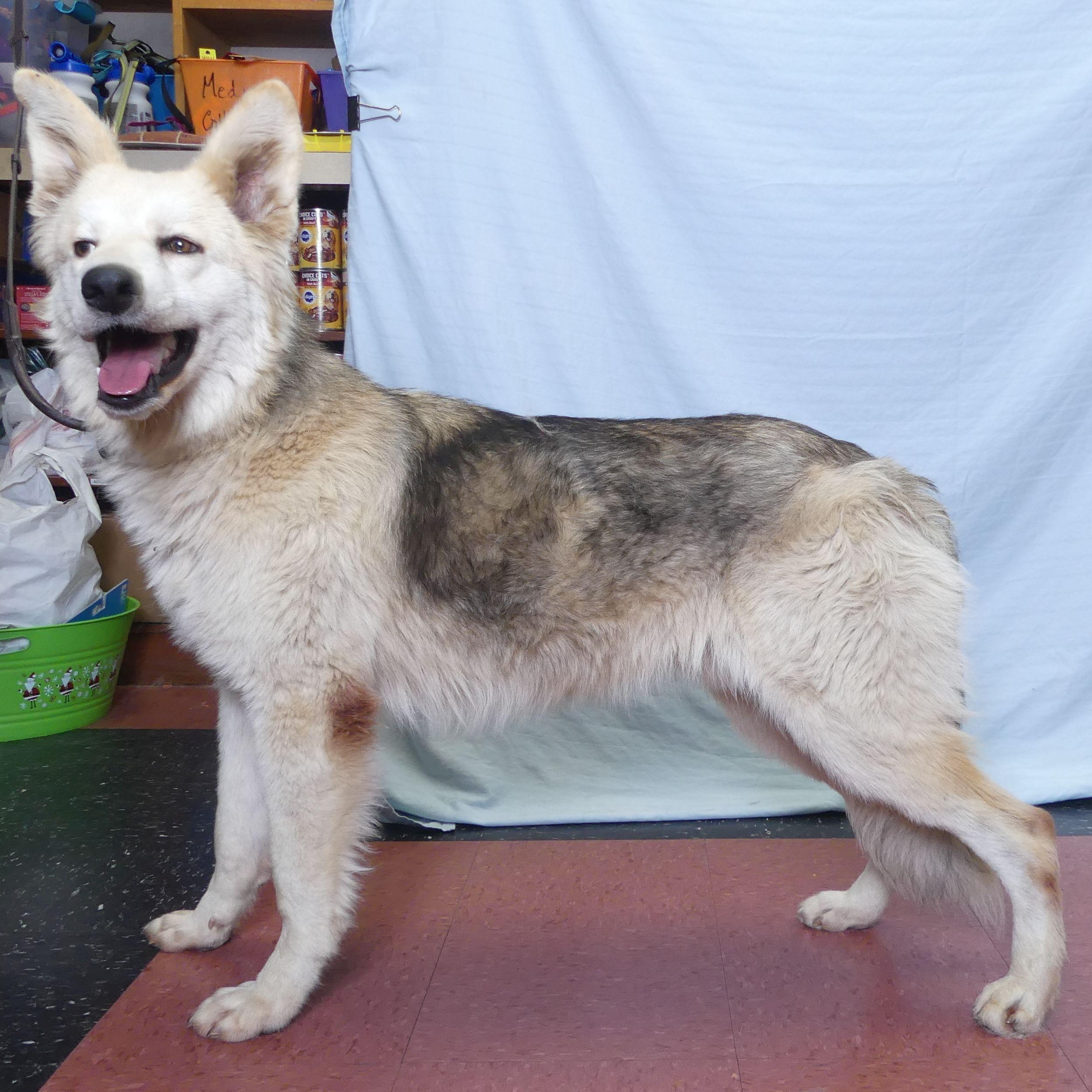 Enlarge SUNNY, a Adoptable mixed breed in Ukiah, CA image 4/4