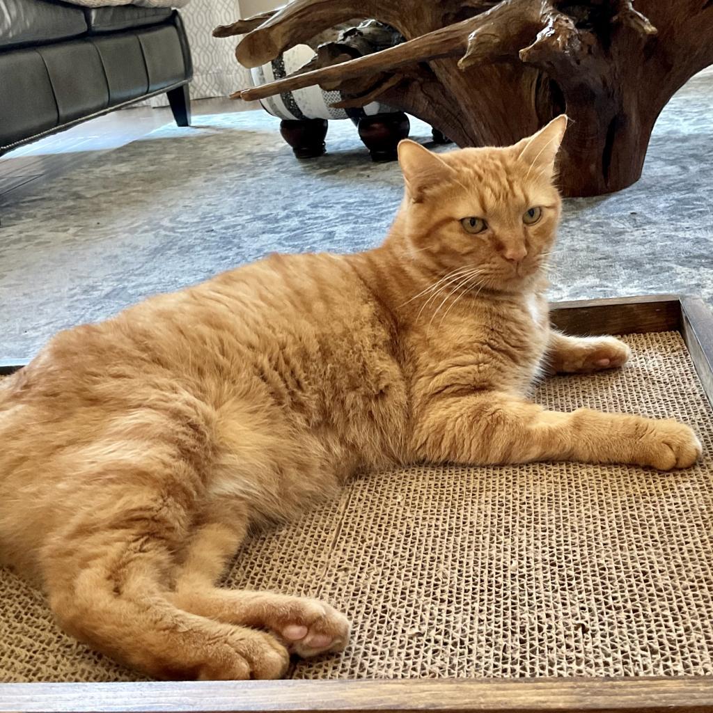 Garfield, a Adoptable Domestic Short Hair in Cumming, GA image 3/6