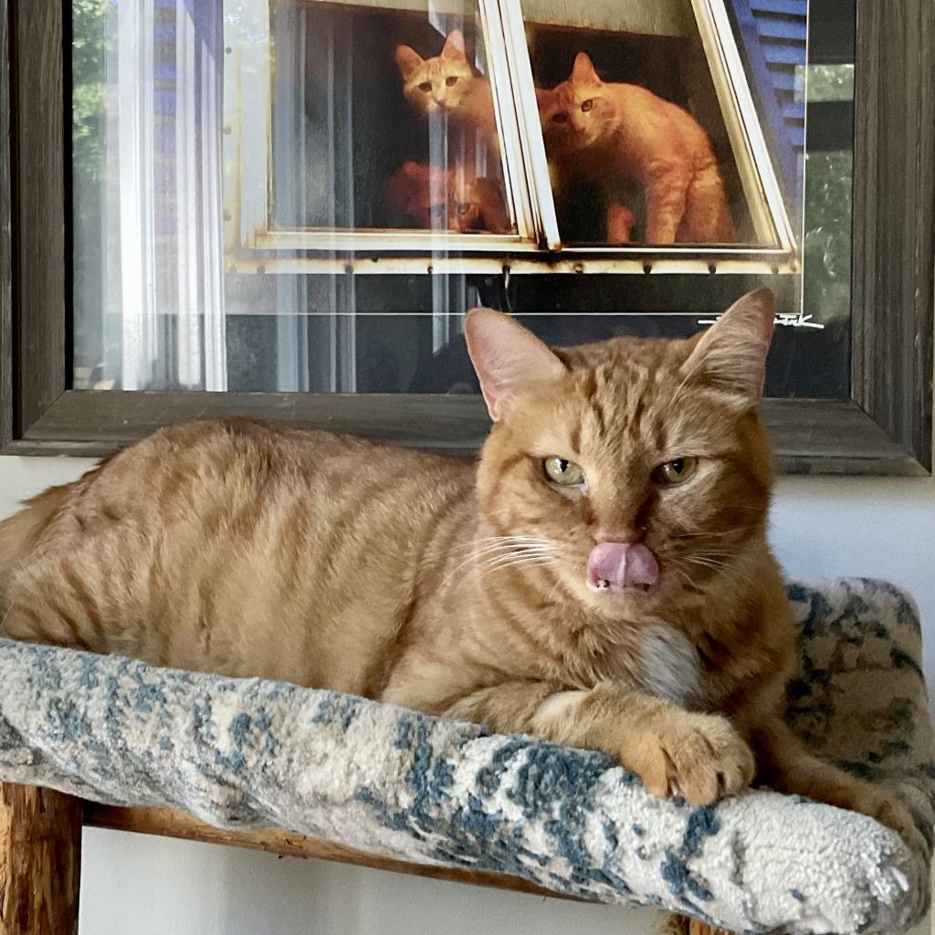 Garfield, a Adoptable Domestic Short Hair in Cumming, GA image 4/6